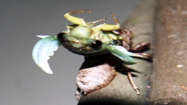  Tháng 5, mùa “kim thiền thoát xác” 